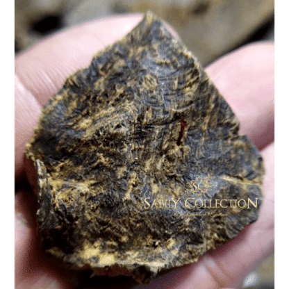 Wild Oud Chips Cambodia Pursat Agarwood Grade Triple Super - Image 2