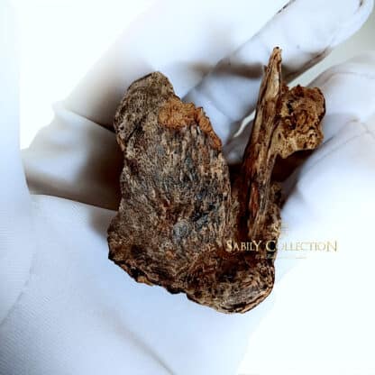 Wild Oud Chips Malaysia Perak Hirta Agarwood Sinking Grade (Ant Oud) - Image 5